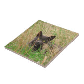 Carreau Chat gris foncé qui sort de l'herbe haute (Côté)
