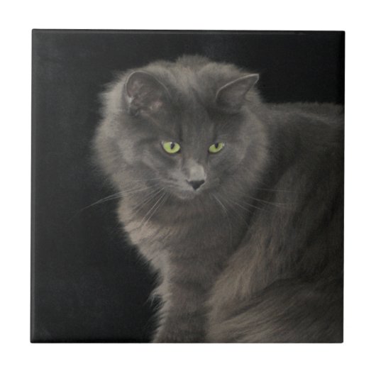Carreau Chat gris Long Cheveux Russe Bleu Kitty Kitten Mig (Devant)