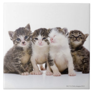 Carreau Chat japonais