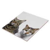 Carreau Chat japonais et chat mannois sur l'arrière - plan (Côté)