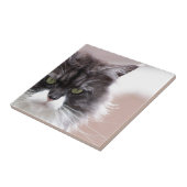 Carreau Chat Maine Coon (Côté)