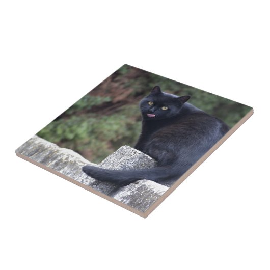 Carreau Chat noir (Côté)