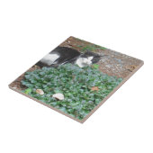 Carreau Chat noir et blanc dans la verdure (Côté)