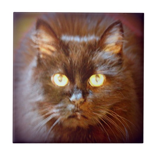 Carreau chat noir mignon (Devant)