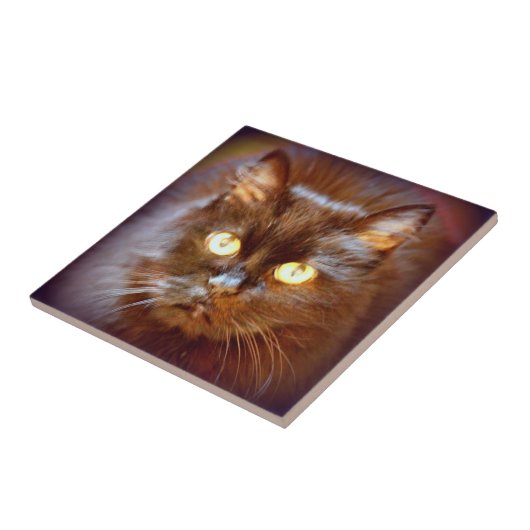 Carreau chat noir mignon (Côté)