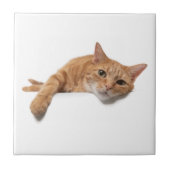 Carreau Chat Orange Posé En Bas (Devant)