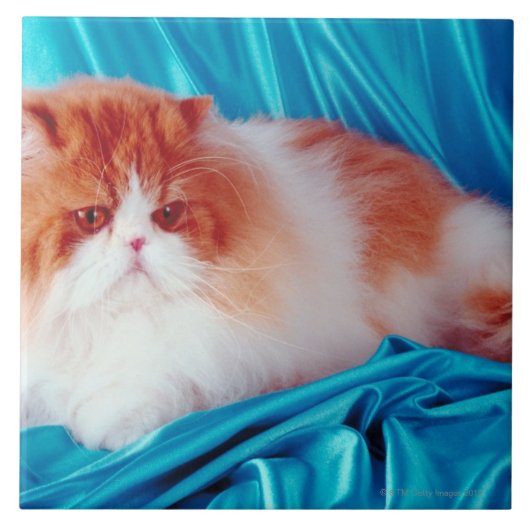 Carreau Chat persan (Devant)