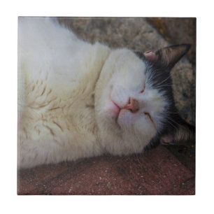 Carreau Chat satisfait dormant sur elle de retour