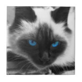 Carreau Chat siamois (Devant)
