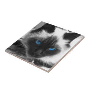 Carreau Chat siamois