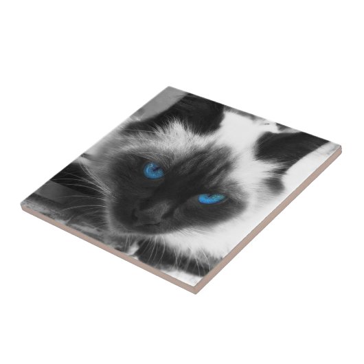 Carreau Chat siamois (Côté)