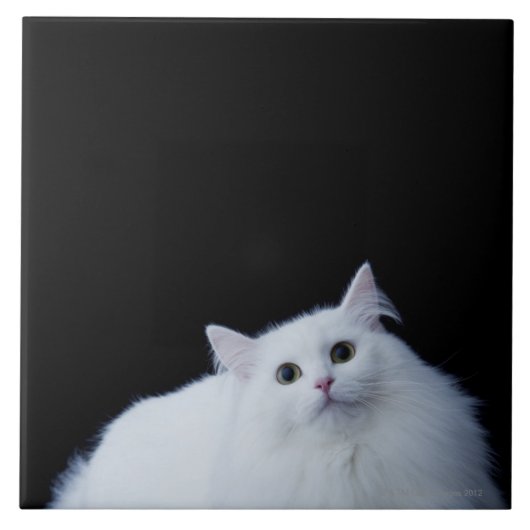 Carreau Chat sibérien (Devant)