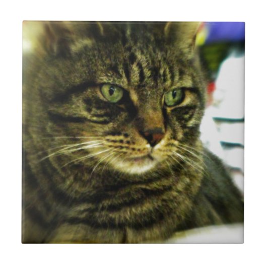 Carreau Chat tigré aux yeux verts (Devant)