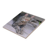 Carreau Chat tigré Brown dehors (Côté)