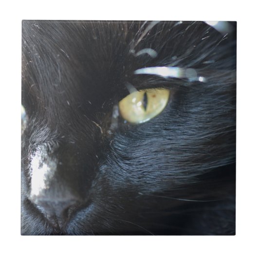 Carreau Chat vous observant (Devant)