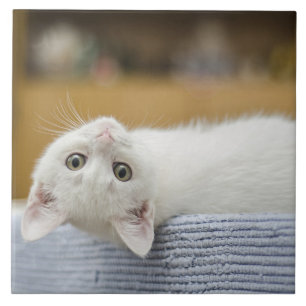 Carreau Chaton blanc animal de compagnie