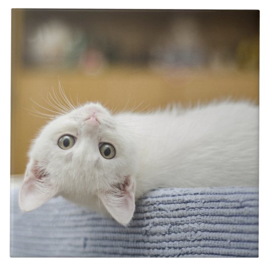 Carreau Chaton blanc animal de compagnie (Devant)