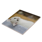 Carreau Chaton blanc animal de compagnie (Côté)