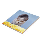 Carreau Chaton bleu (Côté)