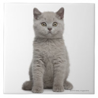 Chaton britannique de Shorthair