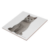 Carreau Chaton britannique de Shorthair (Côté)