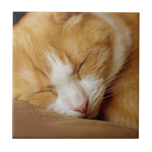 Carreau Chaton couchant (Devant)
