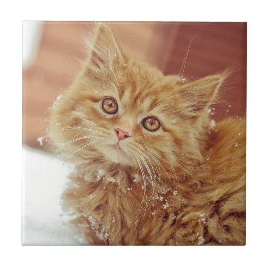 Carreau Chaton dans la neige (Devant)