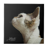Carreau Chaton de Devon Rex (Devant)