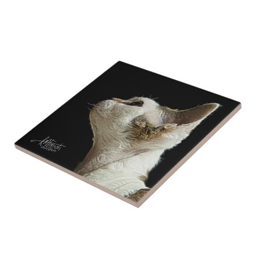 Carreau Chaton de Devon Rex (Côté)