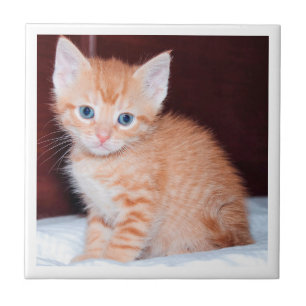 Carreau Chaton de famille mignon Minimaliste Moderne Bordu