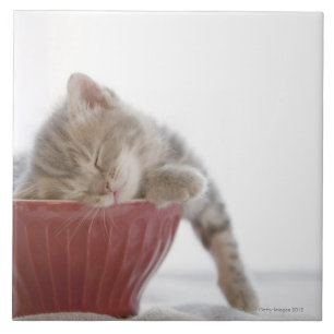 Carreau Chaton dormant dans la cuvette