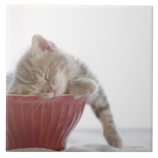 Carreau Chaton dormant dans la cuvette (Devant)