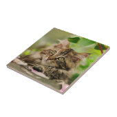 Carreau Chaton mignon de ragondin du Maine (Côté)