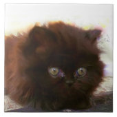 Carreau Chaton persan noir (Devant)