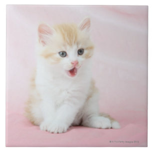 Carreau Chaton sur l'arrière - plan rose