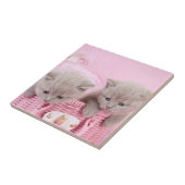 Carreau Chatons de courte portée britanniques (Côté)