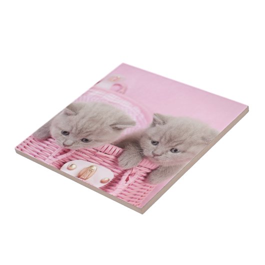 Carreau Chatons de courte portée britanniques (Côté)