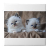Carreau Chatons de Ragdoll (Devant)