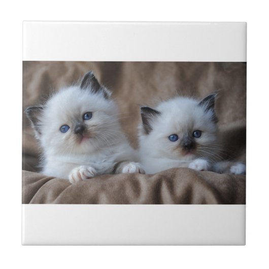 Carreau Chatons de Ragdoll (Devant)