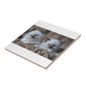 Carreau Chatons de Ragdoll (Côté)