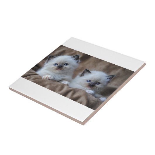 Carreau Chatons de Ragdoll (Côté)