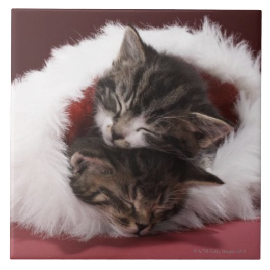 Carreau Chatons endormis ensemble dans le casquette de (Devant)