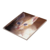 Carreau Chats (Côté)