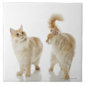 Carreau Chats de Munchkin (Devant)