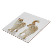 Carreau Chats de Munchkin (Côté)