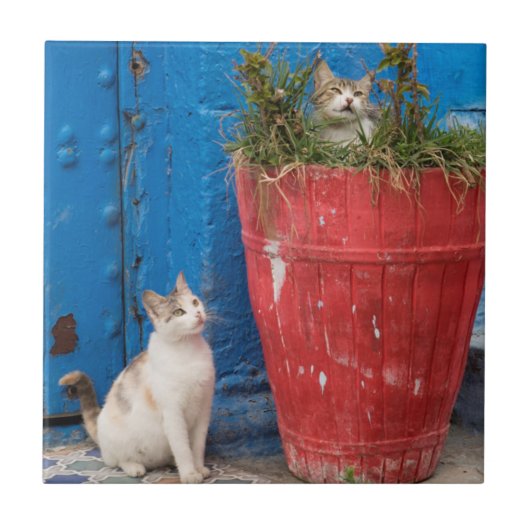 Carreau Chats jouant à Rabat, Maroc (Devant)