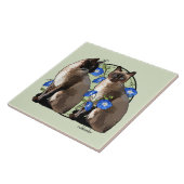 Carreau Chats siamois avec des gloires de matin (Côté)