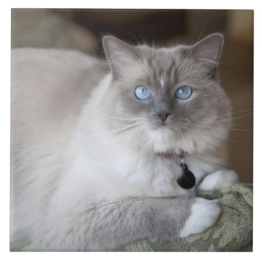 Carreau Chatte Ragdoll (Devant)