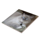 Carreau Chatte Ragdoll (Côté)