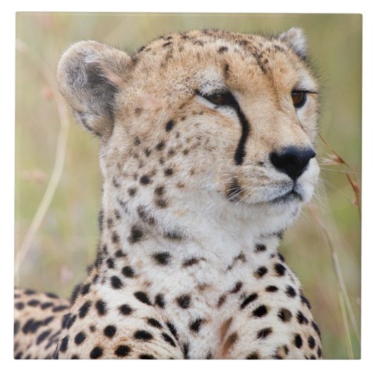 Carreau Cheetah (Devant)